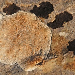 due specie di liche ni crostosi su roccia 874x591 747x505