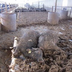 30 bufali trovati morti ad Irsina