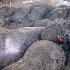30 bufali trovati morti ad Irsina
