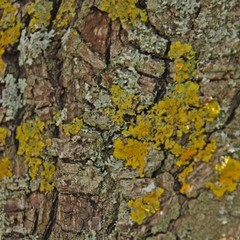 lichene folioso su corteccia 772x656 659x560