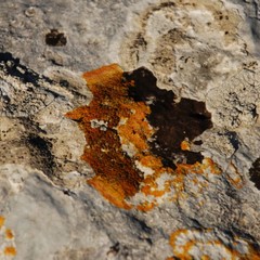 un lichene dai colori vivaci 874x656 746x560