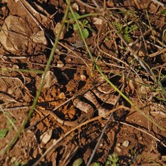 Colubro liscio (Coronella austriaca), altra specie facilmente confondibile con la vipera
