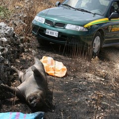 Ritrovamento cinghiale