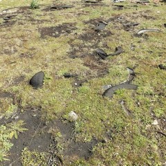 Parco dell'Alta Murgia, lo scempio