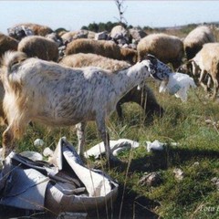 Parco dell'Alta Murgia, lo scempio