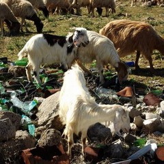 Parco dell'Alta Murgia, lo scempio