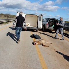 Carcassa di lupo ritrovata sulla statale 96