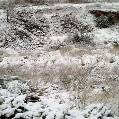 neve