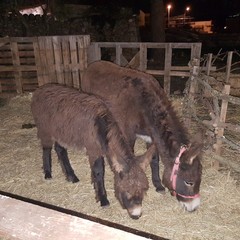 Presepe Vivente "La Luce, la Madre, il pianto di un Bambino"