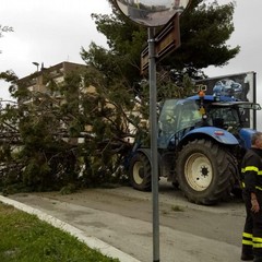 albero caduto