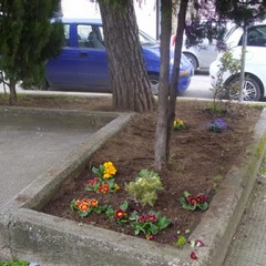 Guerrilla Gardening Altamura