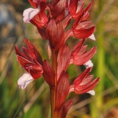 Anacamptis-papilionacea