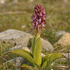 Orchidea di Robert – Barlia robertiana (Loisel.) Greuter