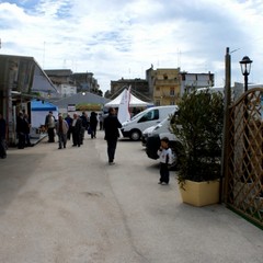 ExpoMurgia 2010, parte prima