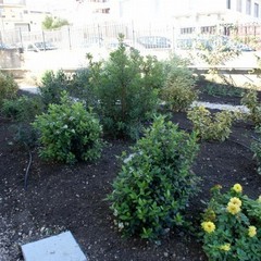 Un giardino dedicato a Nunzio Clemente