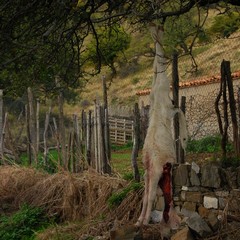 Probabile esca avvelenata