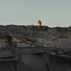 Un gheppio sfrutta un rudere come posatoio per la caccia