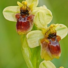 Ibrido tenthredinifera-bombilyflora