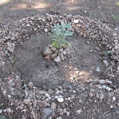 Un orto botanico nel cuore della citt