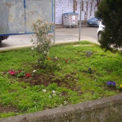 Guerrilla Gardening Altamura