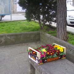 Guerrilla Gardening Altamura