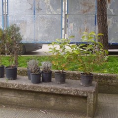 Guerrilla Gardening Altamura