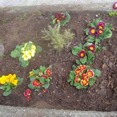 Guerrilla Gardening Altamura