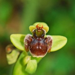 Ophrys bombilyflora (l'altro genitore)