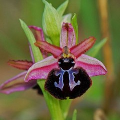 Ophrys sipontensis (murgiana)