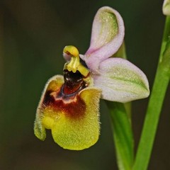 Ophrys tenthredinifera (un genitore)