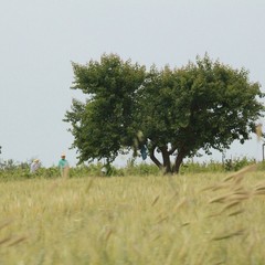 I giro nazionale del parco dell'Alta Murgia