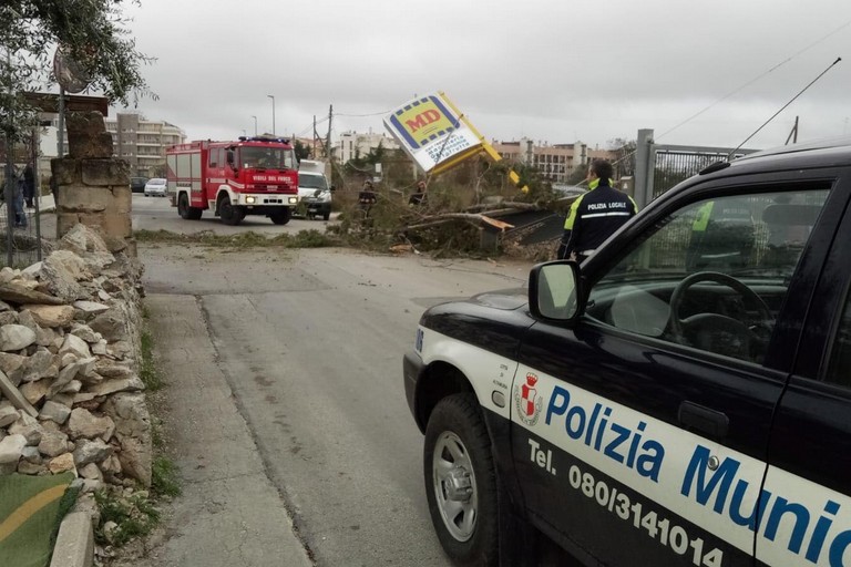 Albero caduto in via Selva