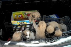 Ad Altamura gli animali sono di troppo?