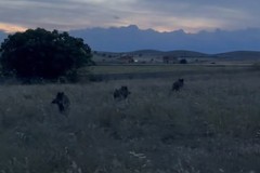 Cinghiali: emergenza senza fine