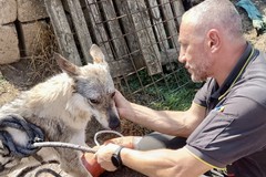 Cane cade in cisterna d’acqua, salvato da vigili del fuoco