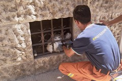 Interventi per incendi e per recupero di un gatto
