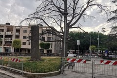 Albero pericolante in piazza Zanardelli, intervento di abbattimento