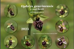 Un calendario dedicato alle orchidee