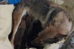 Salvati quattro cani gettati in un pozzo, pronta la denuncia contro ignoti