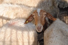Ad Altamura tre giorni dedicati alle razze ovine e caprine
