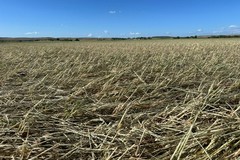 Grandinata ad Altamura, si contano i danni in agricoltura