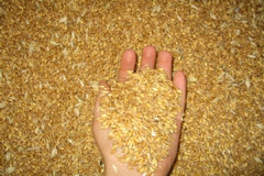 Grano all'ocratossina: assolti gli imputati