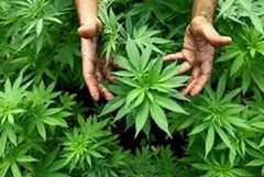 Sì alla cannabis per uso terapeutico