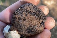 Il tartufo nel Parco Nazionale dell’Alta Murgia