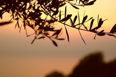 Dal 22 aprile, al via il Corso di Fotografia al Frantoio Raguso