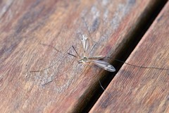 Zanzare, nuova disinfestazione notturna