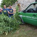 Scoperta piantagione di Cannabis