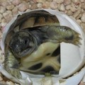 Corpo Forestale di Altamura sequestra tartaruga di terra a Gravina