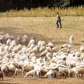 1° rassegna Mercato razze ovine e caprine allevate in Puglia