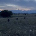 Cinghiali: emergenza senza fine